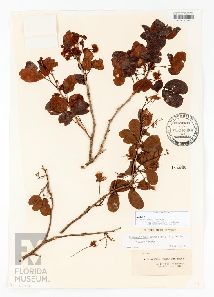 Herbarium specimen card with a pressed branches of a Cat's-claw. Specimen contains stems, rounded dark brown leaves, and flowers.