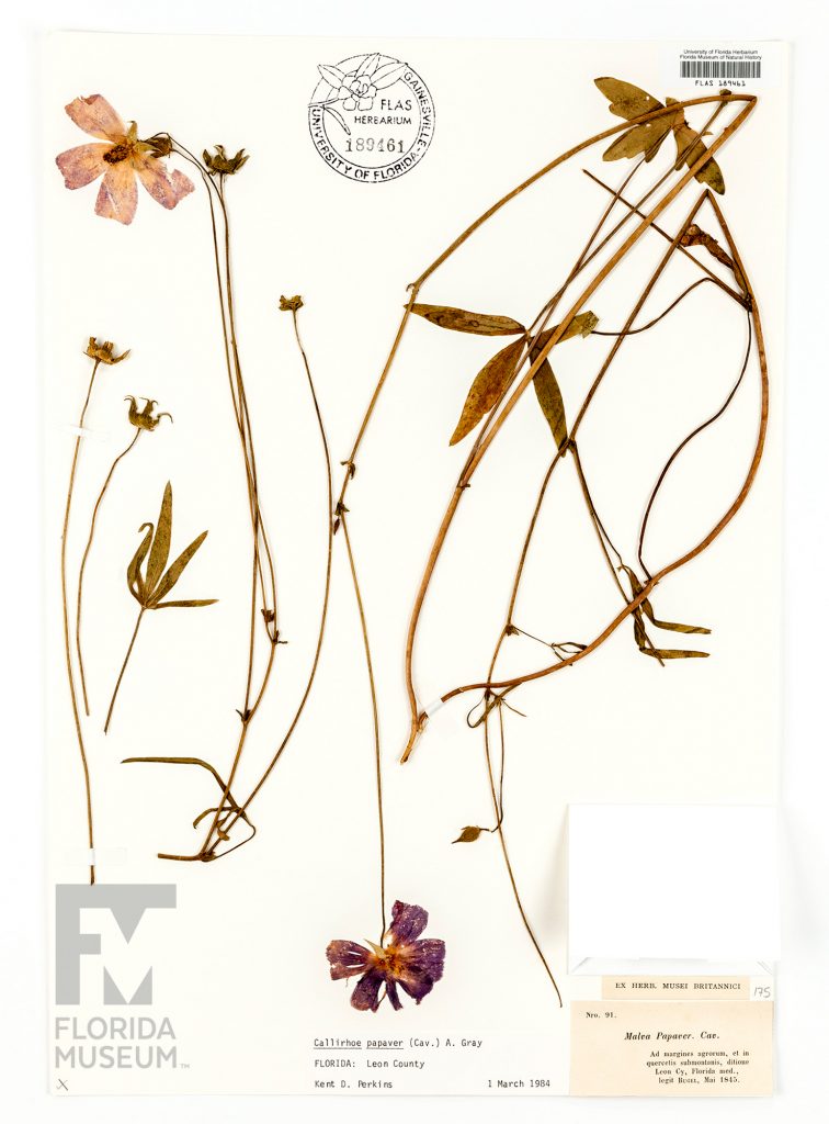 Herbarium specimen card with several pressed Woodland poppymallow stems, leaves, and flowers. The pressed flowers are still pale pink and purple. The leaves are arranged in a fan of five long thin leaves.
