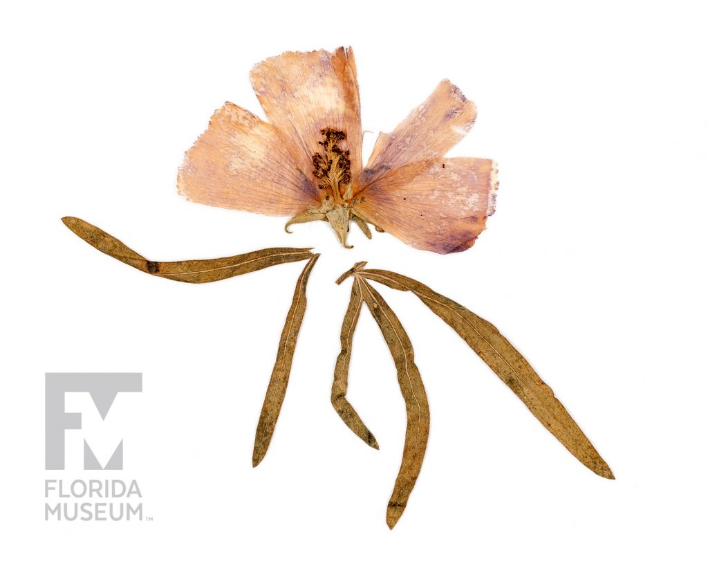 Close up of pressed Woodland poppymallow flower showing pale pink petals, stamen and long thin leaves