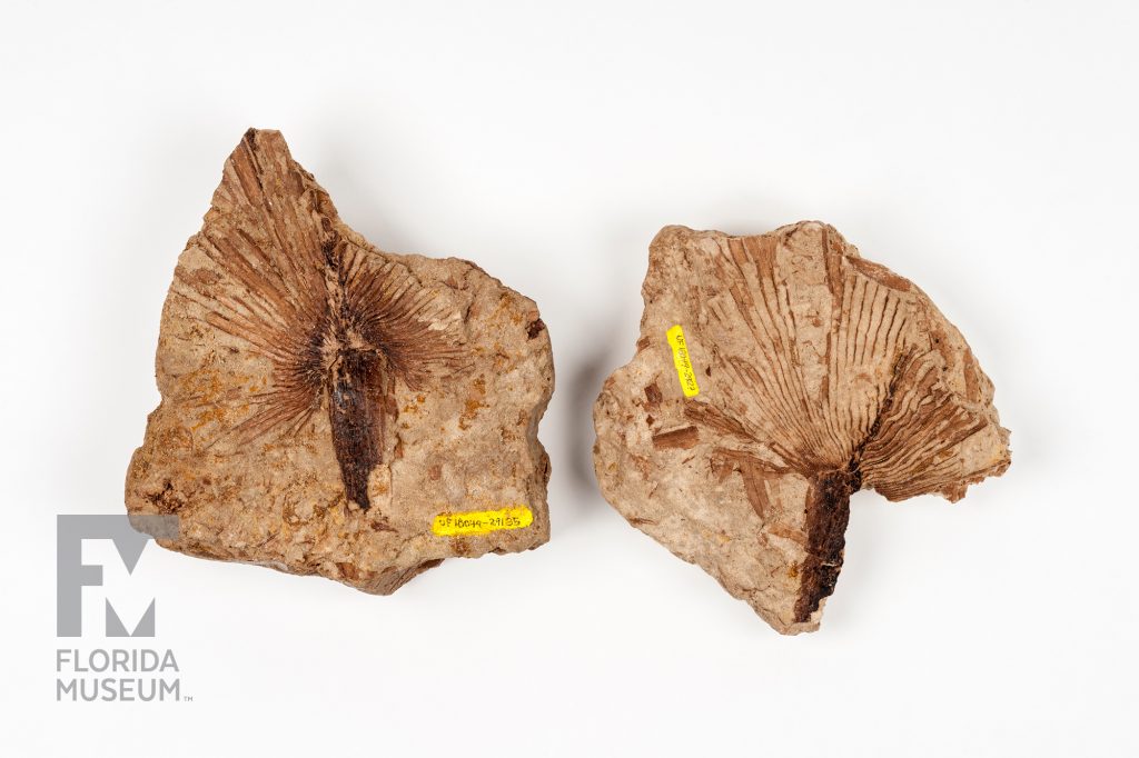 Fossil Palm specimens - Tan stones with thin darker lines that fan out from one end of a wide dark line. Each fossil has a yellow specimen tag