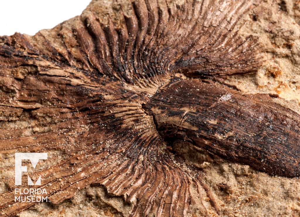 Close up of a Fossil Palm showing the lines of the palm and the center point where the meet