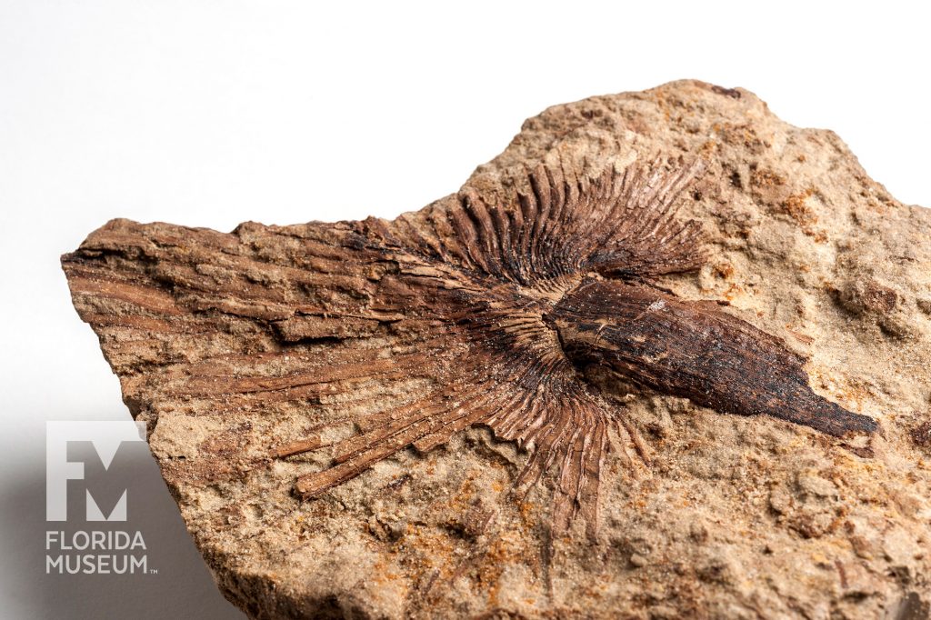 Close up of a Fossil Palm showing the lines of the palm and the center point where the meet