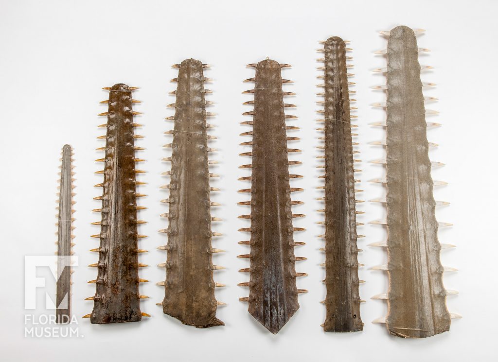 Six sawtooth snout specimens showing the different size, color, length, and width of the various Sawfish species