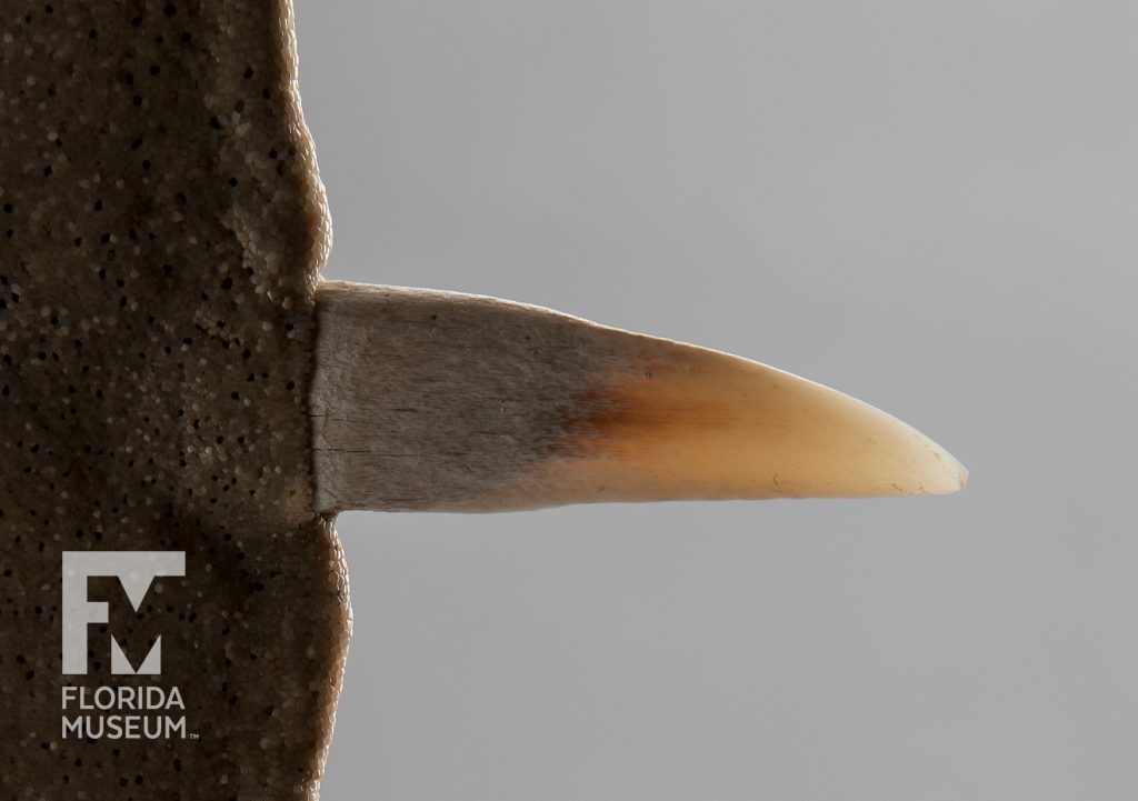 close up of one tooth of the Largetooth Sawfish