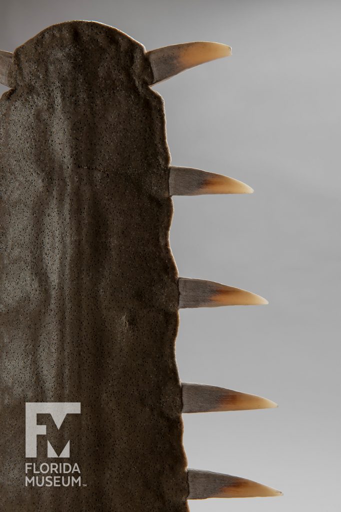 close up of the end of the Largetooth Sawfish snouts showing large teeth