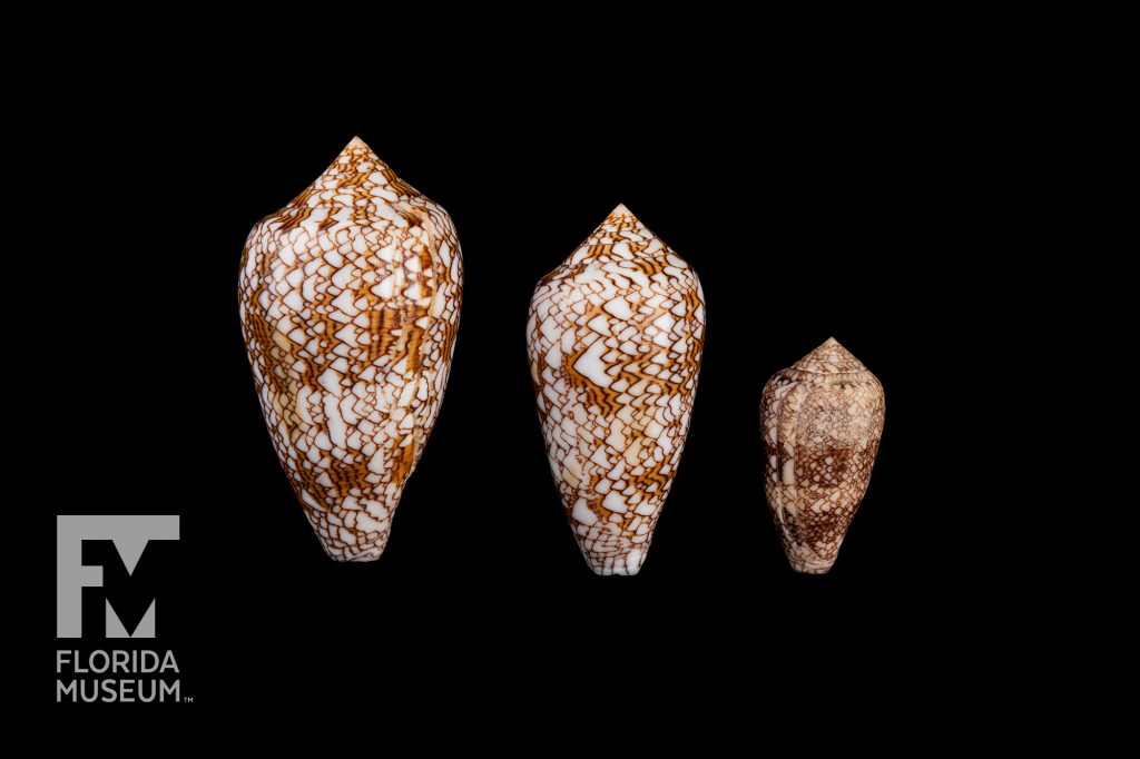 three cone shells showing size variation each shell has a similar pattern of markings in white, tan, and brown that look like a mountain range.