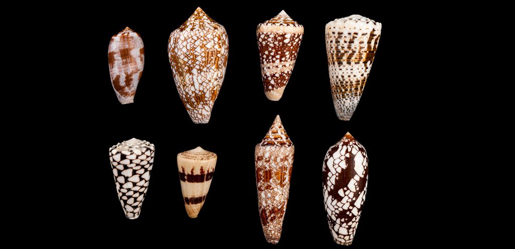 8 shells in two rows of 4. Each shell is a slightly different cone shape, some long and thin and short and wide. Each shell has a unique pattern in shades of tan to dark brown.