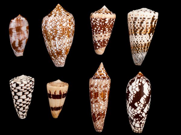 8 shells in two rows of 4. Each shell is a slightly different cone shape, some long and thin and short and wide. Each shell has a unique pattern in shades of tan to dark brown.