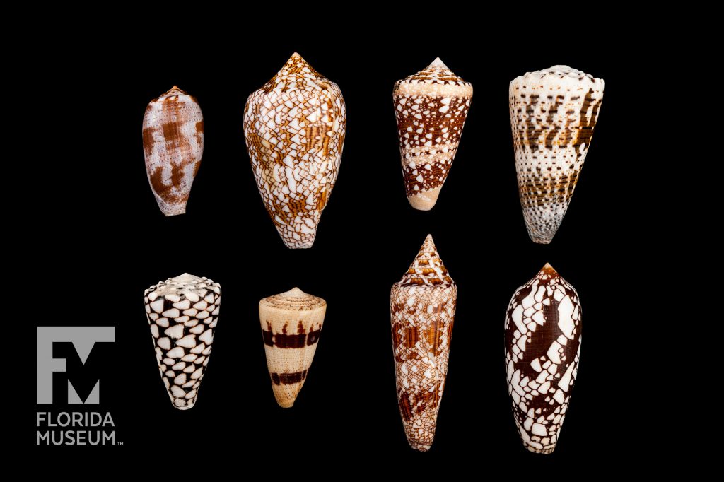 8 shells in two rows of 4. Each shell is a slightly different cone shape, some long and thin and short and wide. Each shell has a unique pattern in shades of tan to dark brown.