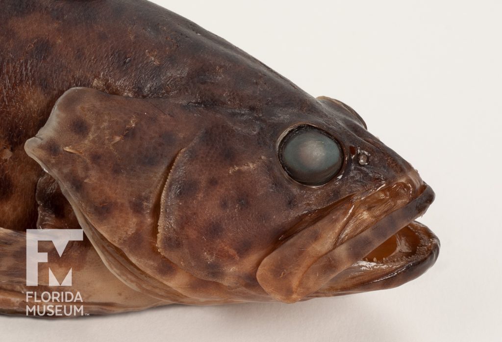 Goliath Grouper (Epinephelus itajara)