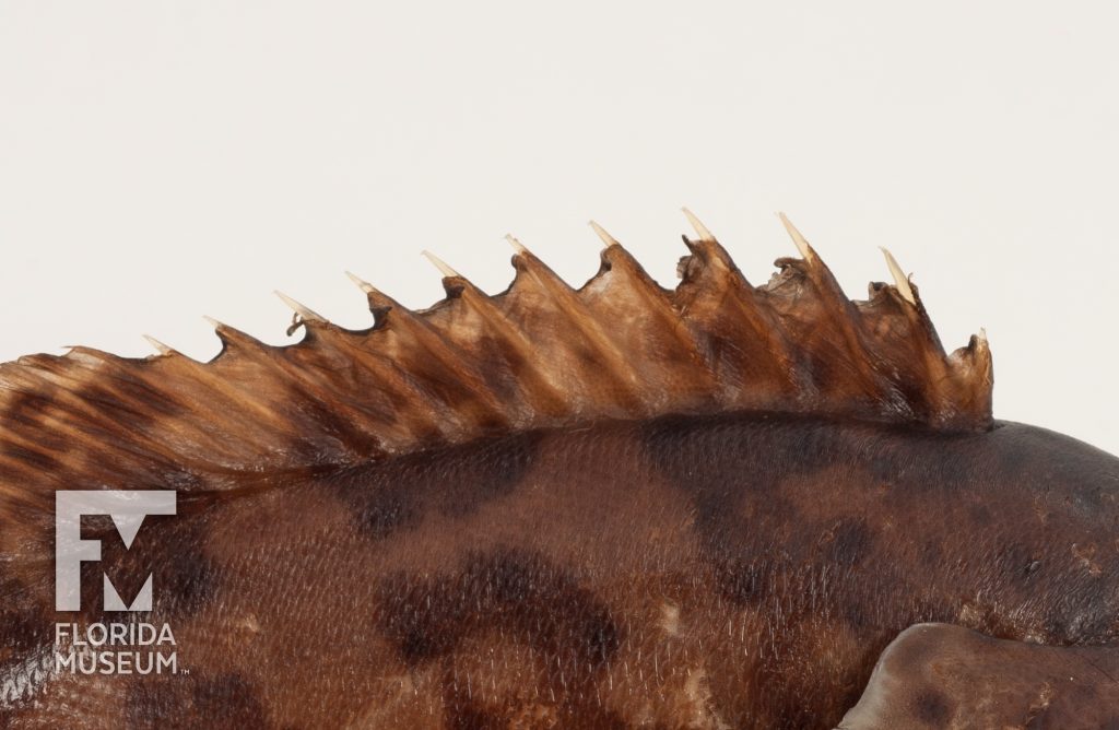 Goliath Grouper (Epinephelus itajara)