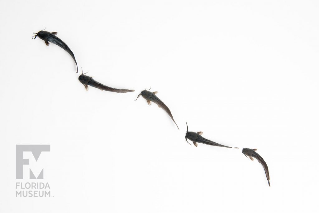 a row of dark grey Walking Catfish (Clarias batrachus) against a white background