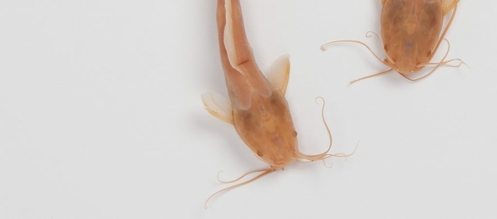 close up of the heads of two Walking Catfish (Clarias batrachus)