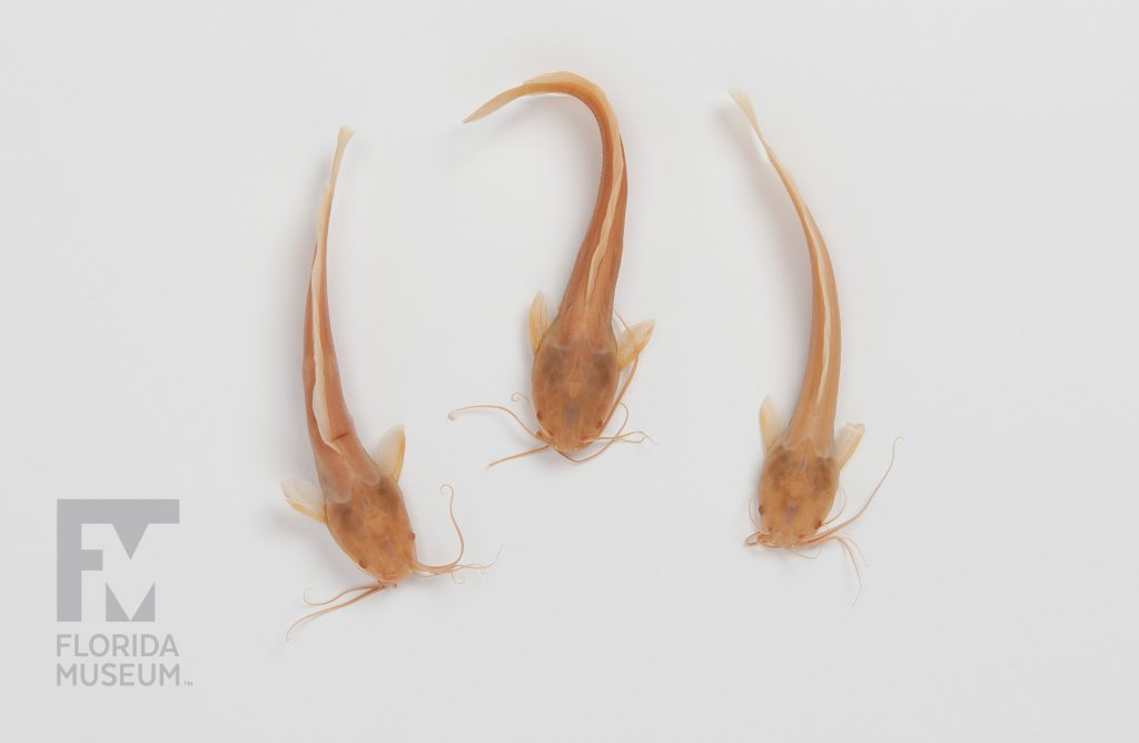 three pinkish-tan Walking Catfish (Clarias batrachus) on a white background