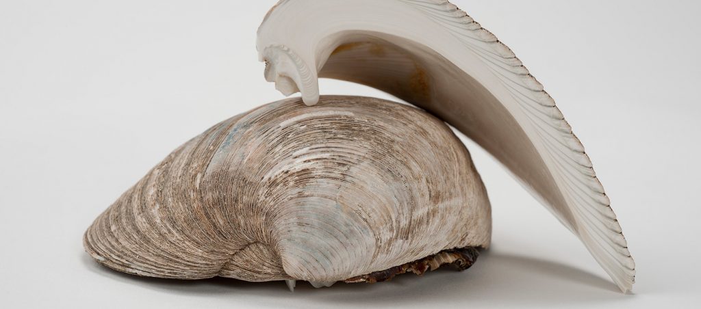 whole clam shown next to a clam that has been cut in half to show the layers