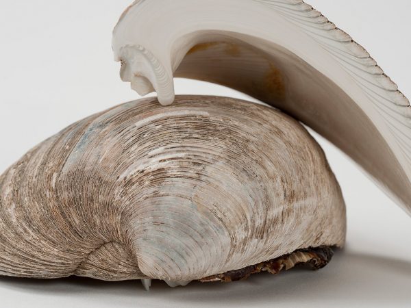 whole clam shown next to a clam that has been cut in half to show the layers