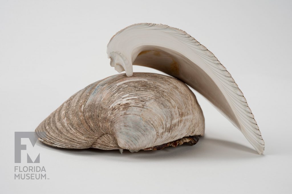 Cross-section of Hard Clam (Mercenaria campechiensis)