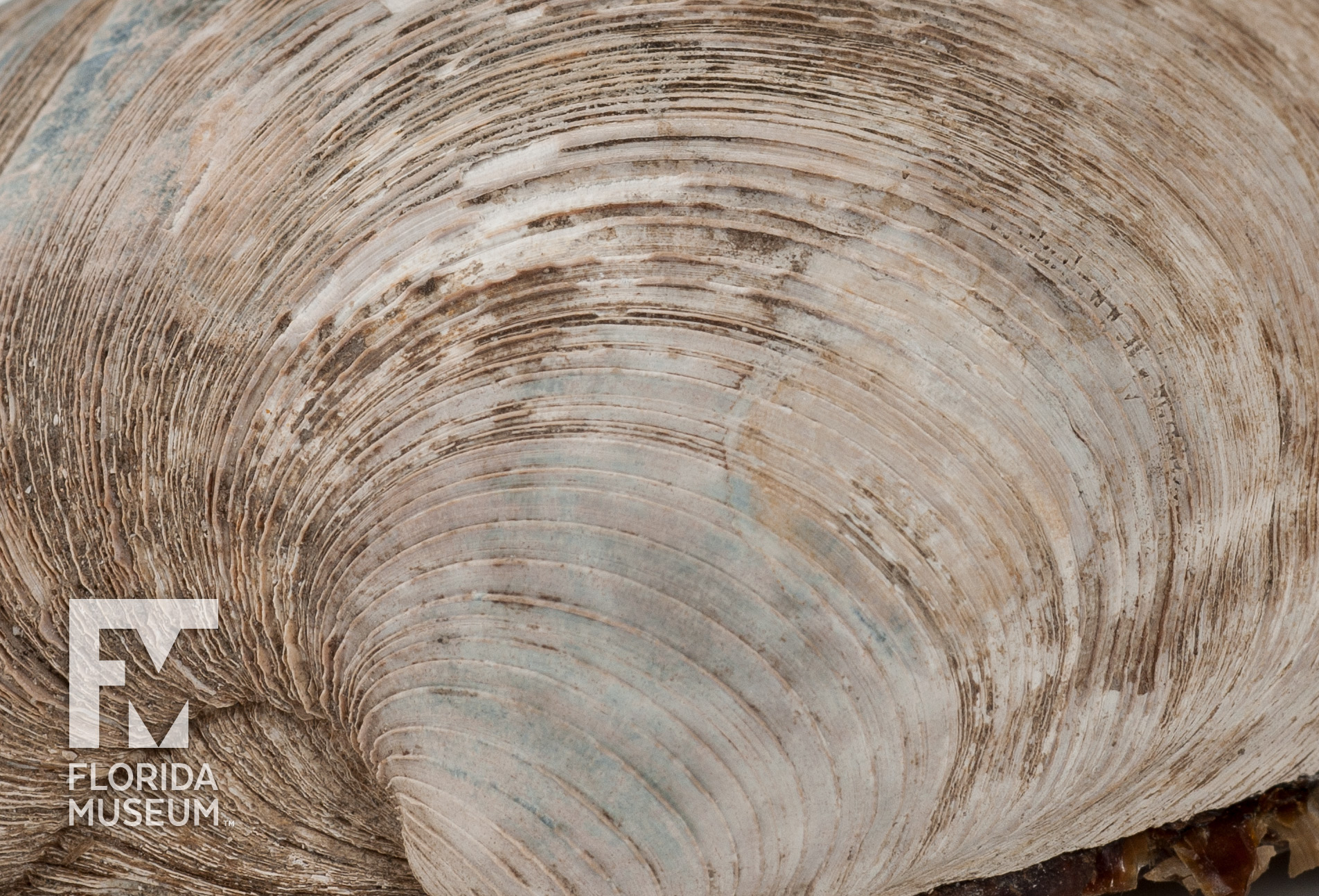 Cross-section of Hard Clam – Rare, Beautiful & Fascinating: 100 Years  @FloridaMuseum