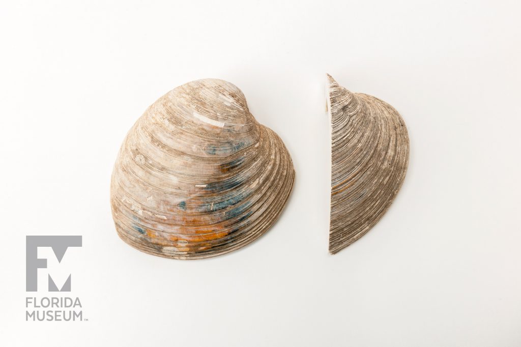 whole clam shell next to a clam shell cut in half