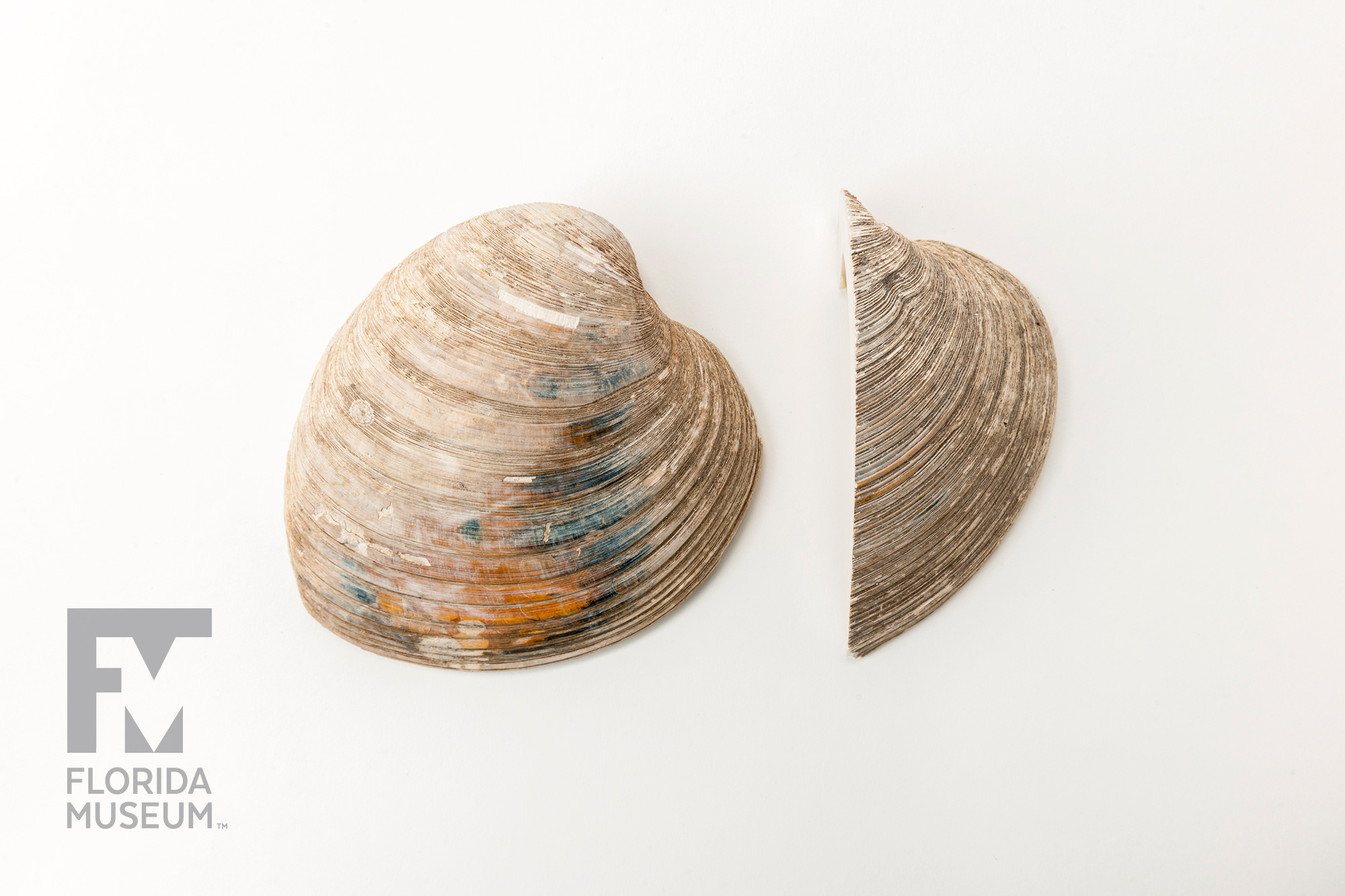 Cross-section of Hard Clam – Rare, Beautiful & Fascinating: 100 Years  @FloridaMuseum