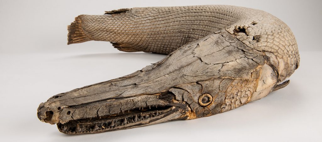 Mummified Alligator Gar (Atractosteus spatulata)