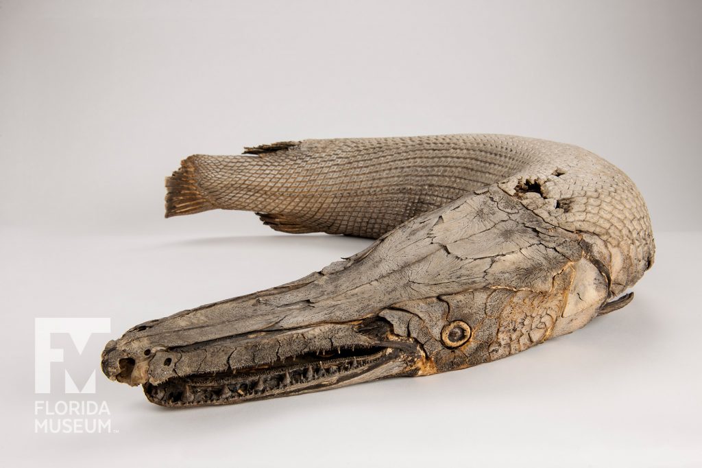 Mummified Alligator Gar (Atractosteus spatulata)