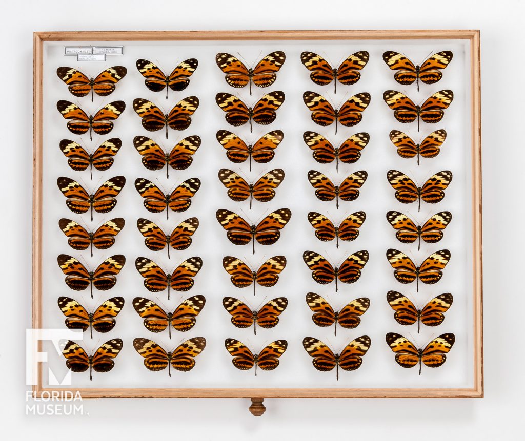 rows of pinned butterfly specimens showing slight color variations. The butterflies are orange, black and yellow.