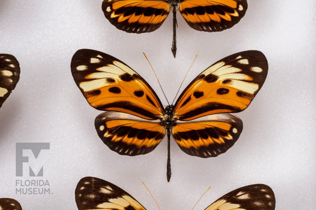 Closeup of pinned butterfly. The butterfly is orange with black markings and a yellow-cream band runs across the upper wing and the tips of each wing are black with yellow dots.