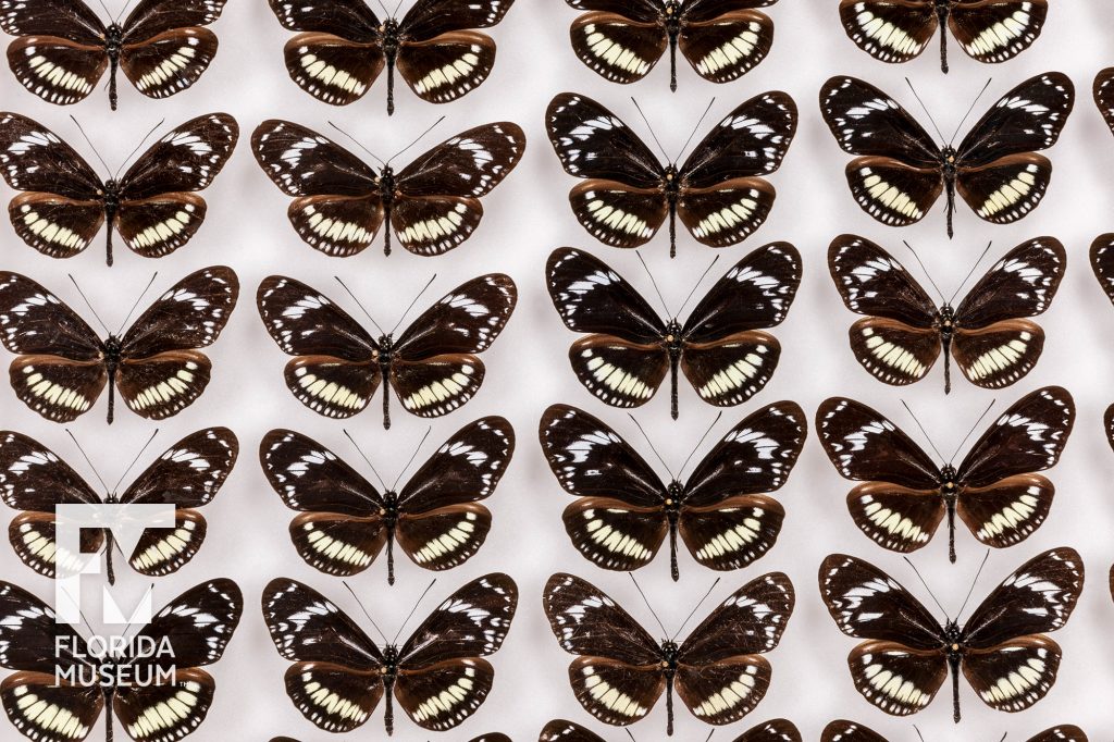 rows of black/brown butterflies with white and pale-yellow markings