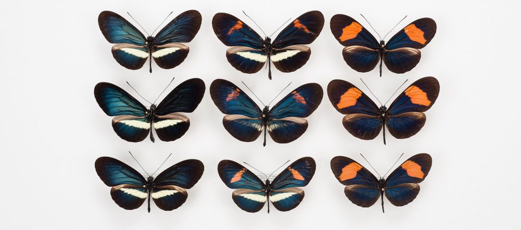 Heliconius Butterflies (various species)