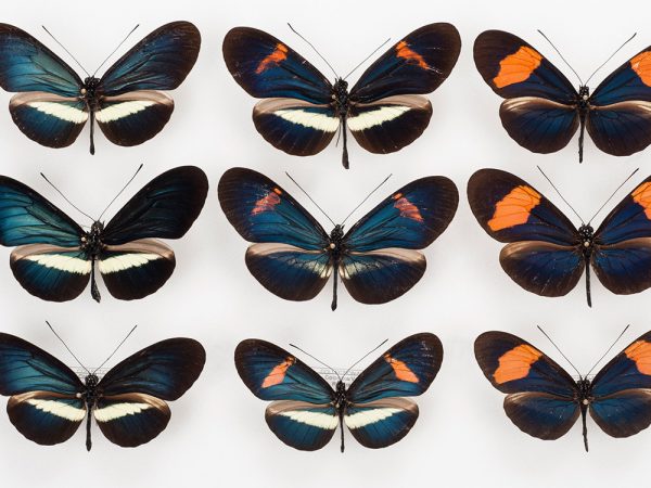 Heliconius Butterflies (various species)