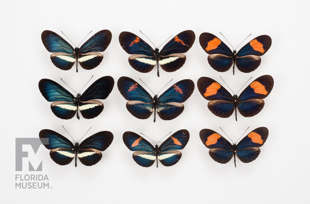 Three rows of three butterflies each showing color variation. One row has black black and iridescent blue wings with a bright cream band on the lower wings. The center of butterflies are similar but with smaller cream markings and a small orange stripe along the top of the upper wings. The final row has almost no cream markings on the lower wing but the orange mark is wide and bright on the upper wing