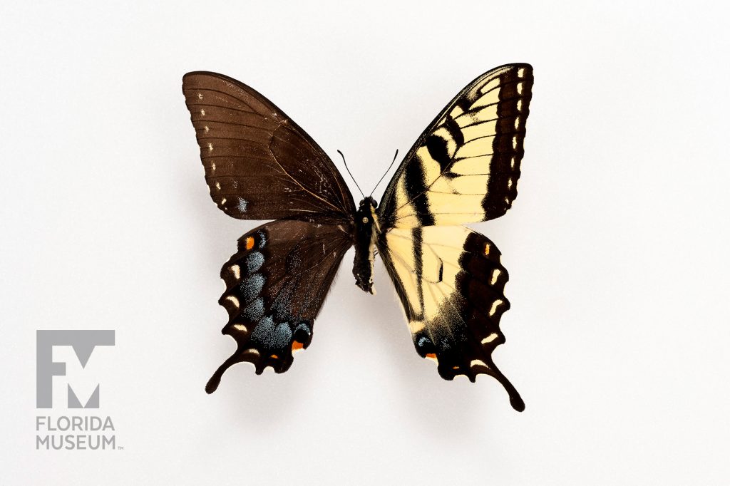 Bilateral Gynandromorph, Eastern Tiger Swallowtail - the left wing is bright yellow with black stripes. The lower wing has black, yellow, orange, and blue marking and the long swallowtail shape. with yellow, orange, and blue marking along the lower wing. The body is half black and half yellow.