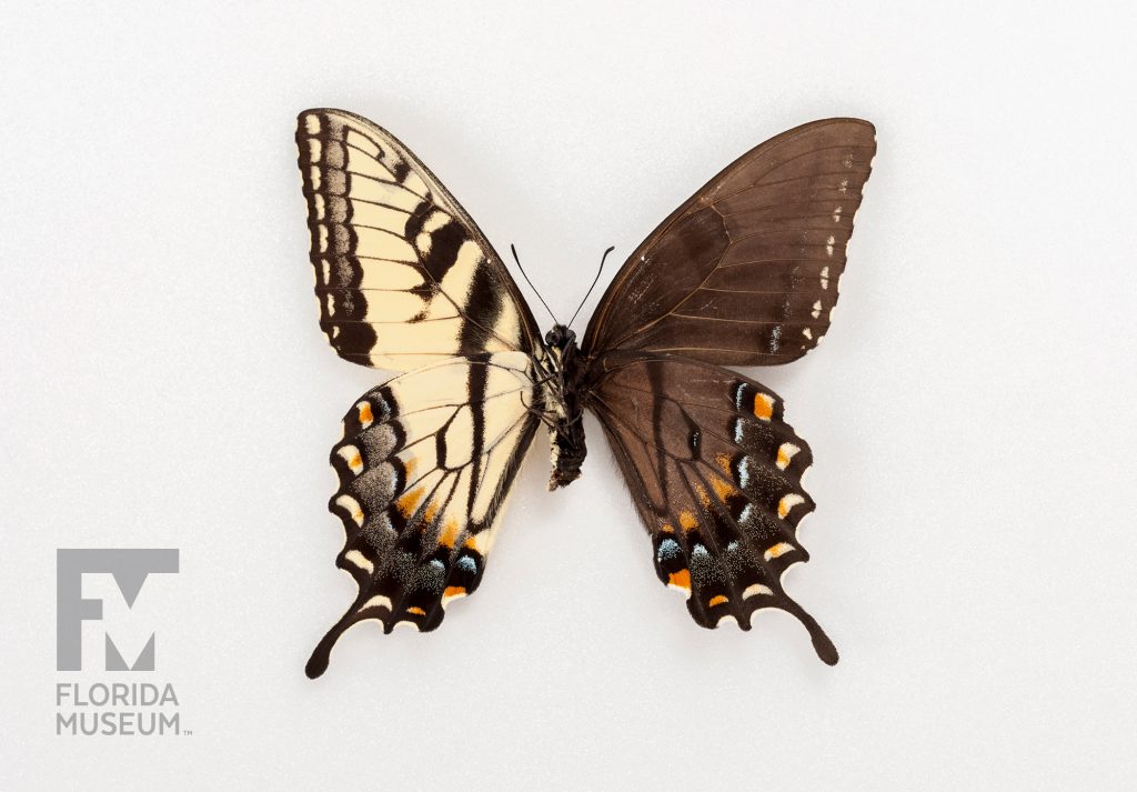 Bilateral Gynandromorph, Eastern Tiger Swallowtail - the right wing is brown with darker stripes. The lower wing has yellow, orange, blue and black marking and the long swallowtail shape. The left wing is yellow with black markings and the same swallow tail, yellow, orange, blue and black marking along the lower wing
