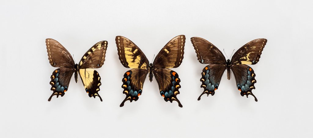 Mosaic Gynandromorphs, Eastern Tiger Swallowtail (Papilio glaucus)