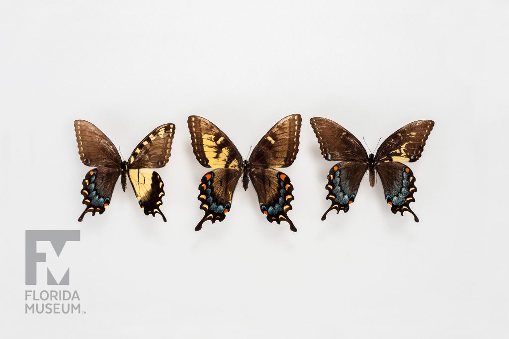 three butterflies showing the distinct coloration of Mosaic Gynandromorphs, Eastern Tiger Swallowtail