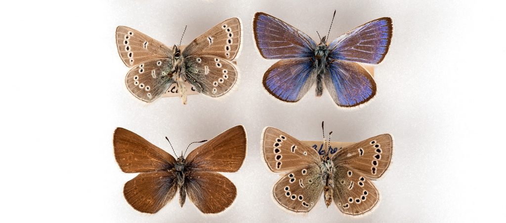 Xerces Blue (Glaucopsyche xerces) four small pinned butterfly specimens. Two butterflies are blue and brown, one is light brown with small white spots and the last is brown with small black spots with a white border around each black spot.