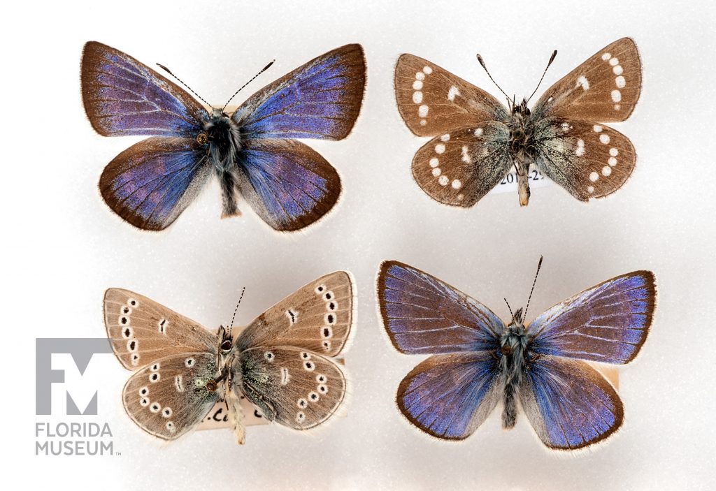Xerces Blue (Glaucopsyche xerces) four small pinned butterfly specimens. Two butterflies are blue and brown, one is light brown with small white spots and the last is brown with small black spots with a white border around each black spot.