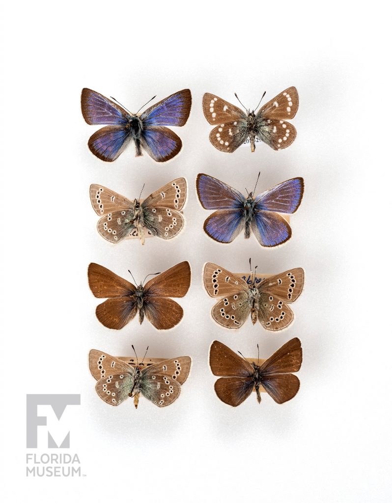 Eight Xerces Blue (Glaucopsyche xerces) showing the different color variations. Two are brown with a strong shimmer of blue, two are a rich brown, and the one is light brown with white spots and the last three are light brown with black spots lined with white.