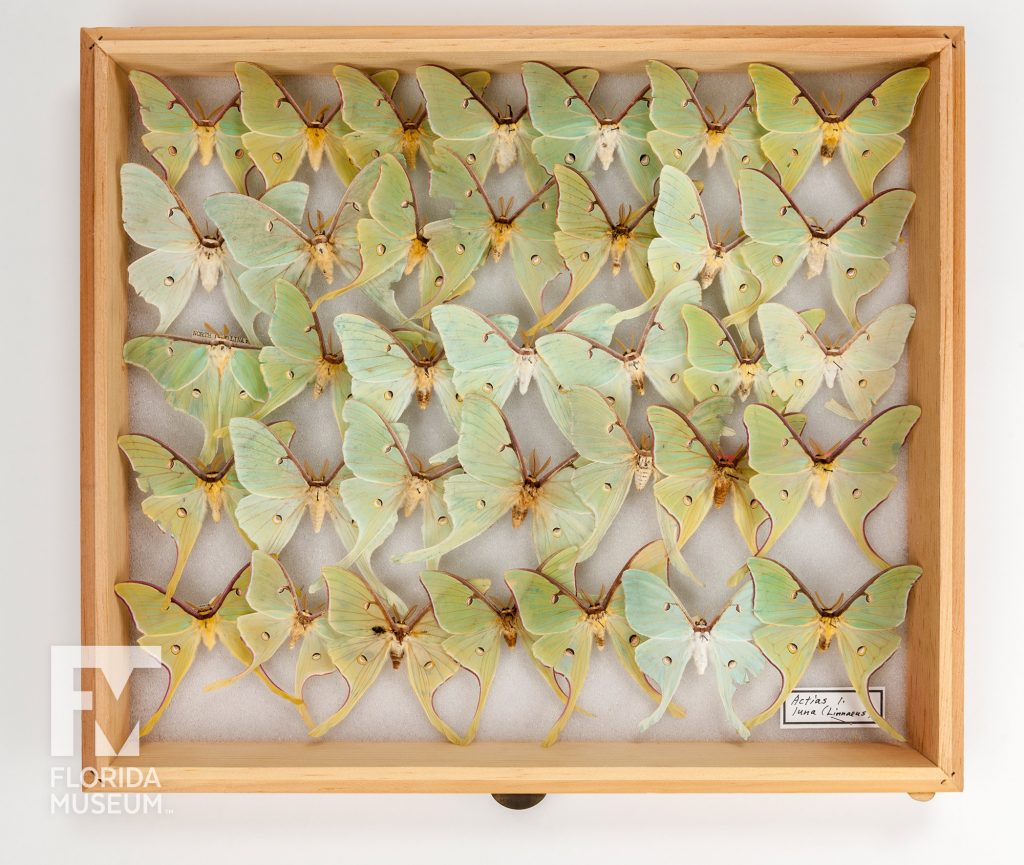 Luna Moths (Actias luna)