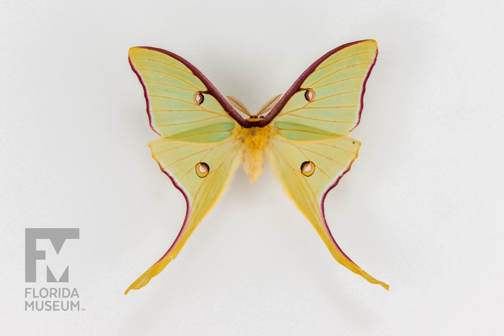 luna moth specimen with large pale-green wings. Each wing has a small distinct eye-spot. The edges of the wings are brown, the lower wings have long thin tails. The body of the moth is fuzzy yellow