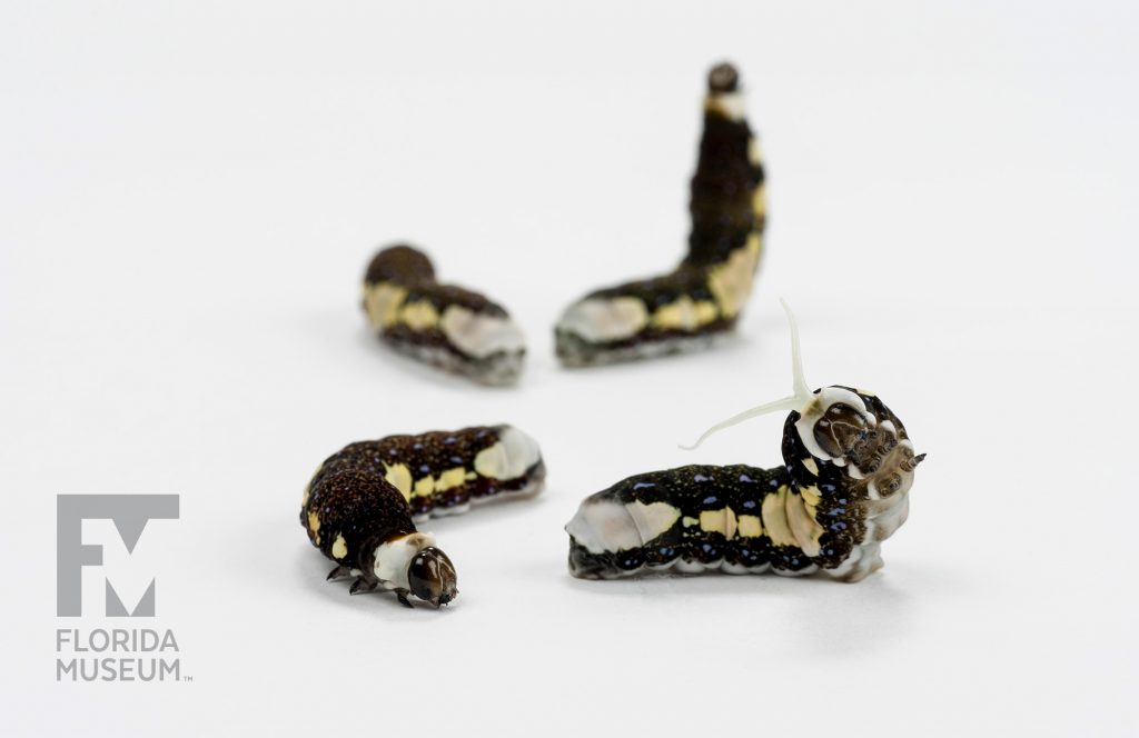 Schaus' Swallowtail (Heraclides aristodemus ponceanus) caterpillars