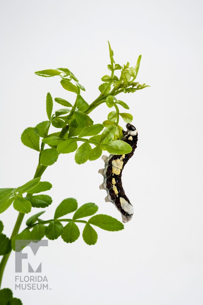 large black, yellow and white Schaus' Swallowtail (Heraclides aristodemus ponceanus) caterpillar climbing on a leafy green plant