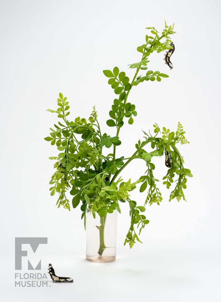 several Schaus' Swallowtail (Heraclides aristodemus ponceanus) caterpillars climbing on a leafy green branch placed in a cup of water. A single caterpillar is sitting next to the glass.