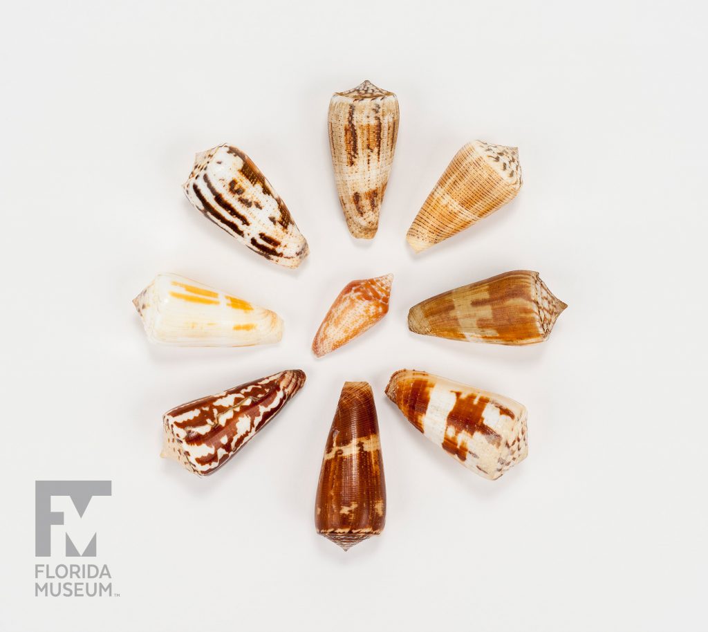 Various species of cone shells placed in a circle. each shell has a unique pattern in colors varying from white to deep brown