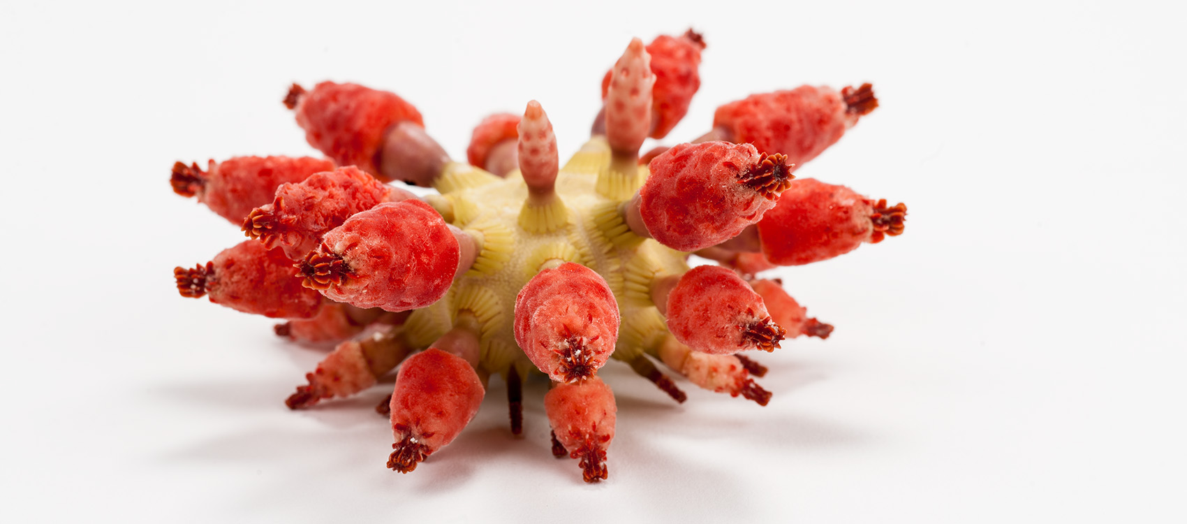 Rare, Beautiful & Fascinating: 100 Years @FloridaMuseum – Florida