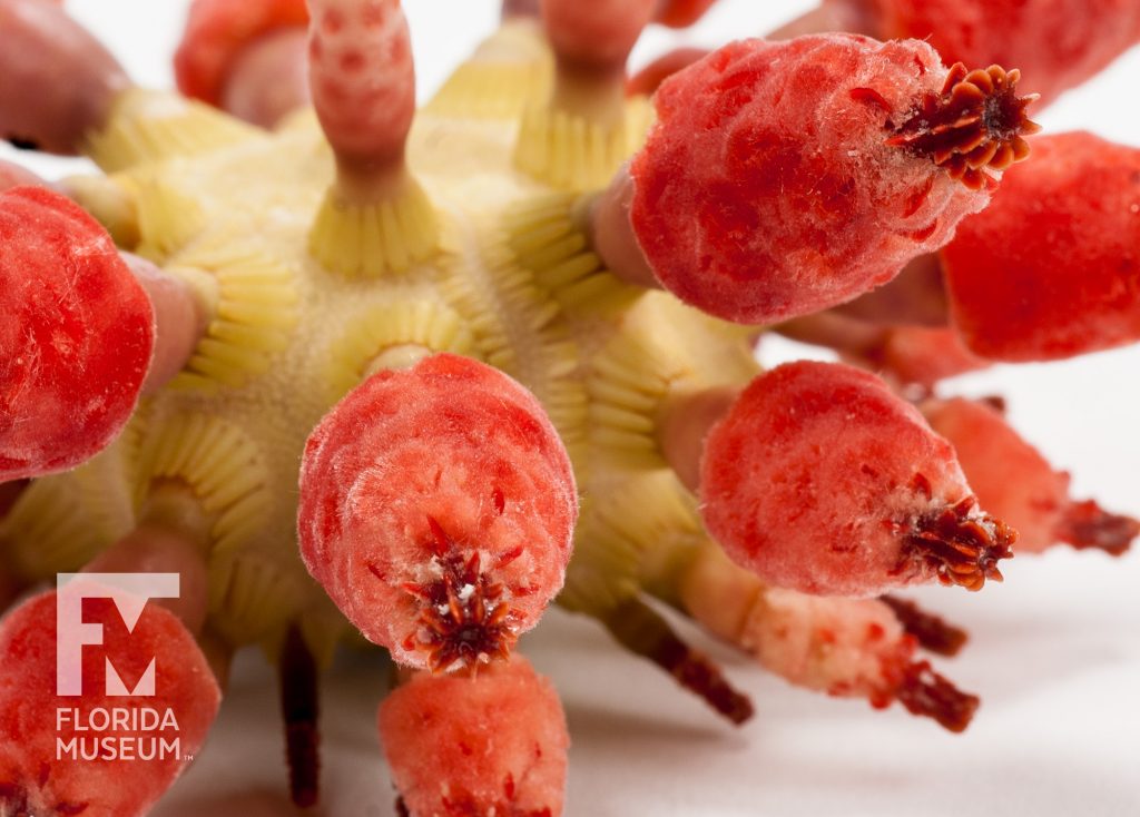 close up of the red spines of the Strawberry Urchin