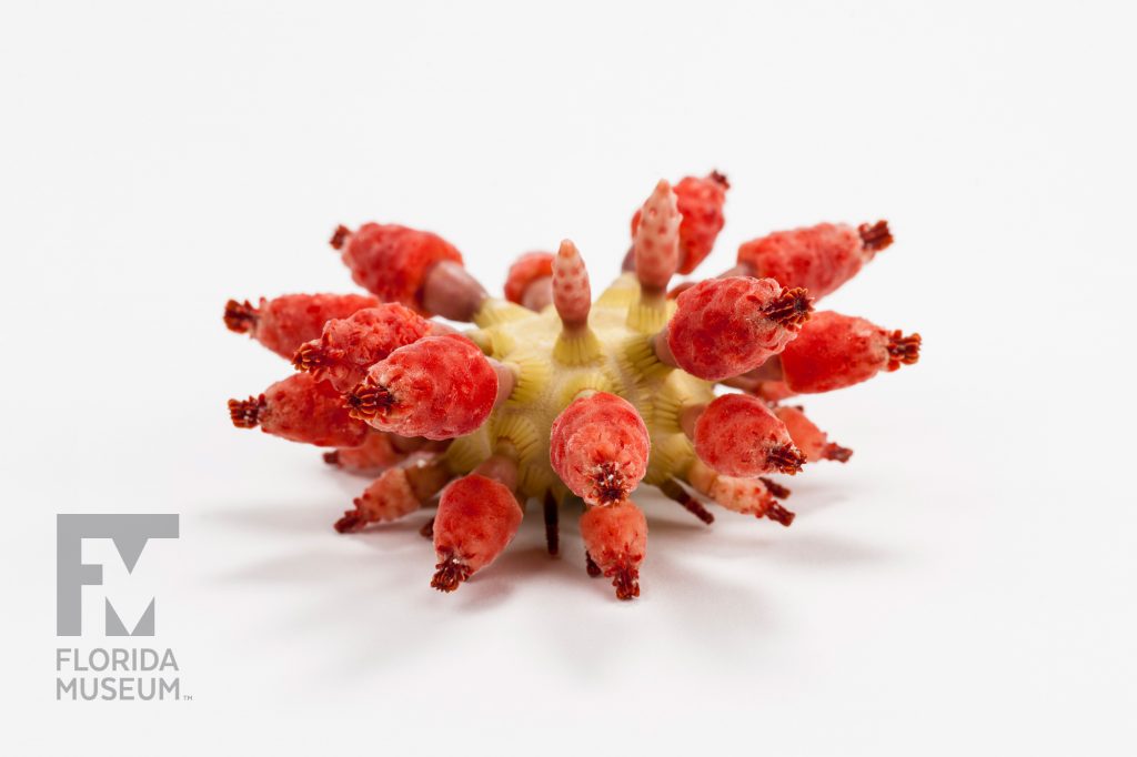 Strawberry Urchin each short spine is a rich red color, the body of the urchin is a soft yellow-green