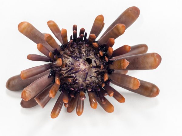 Pencil Urchins