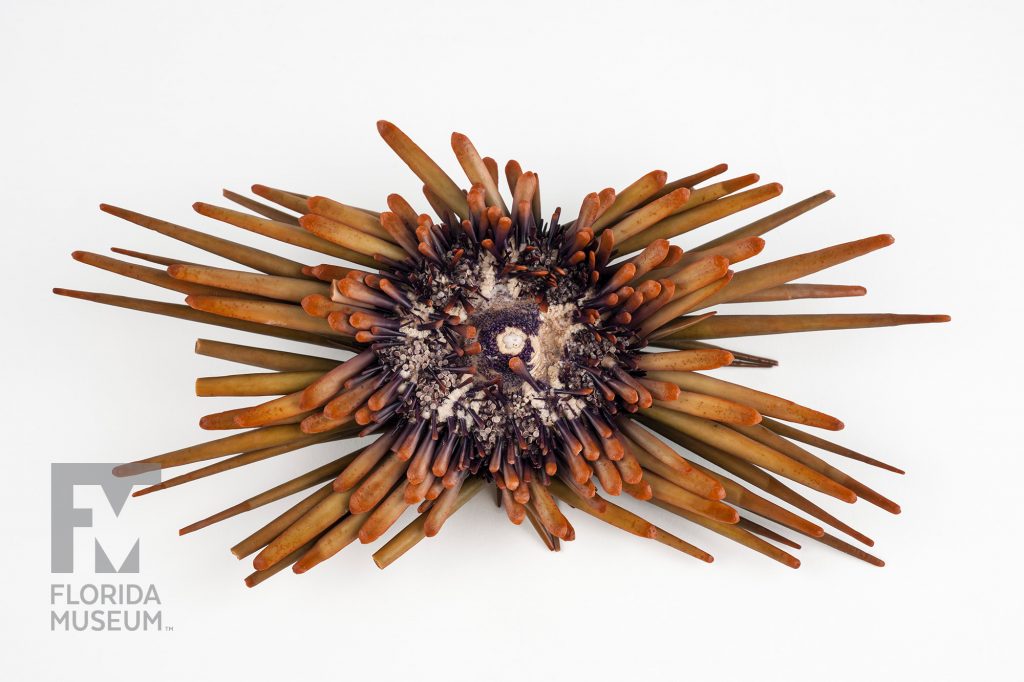 Pencil Urchins